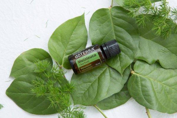 Melaleuca e Tea Tree
